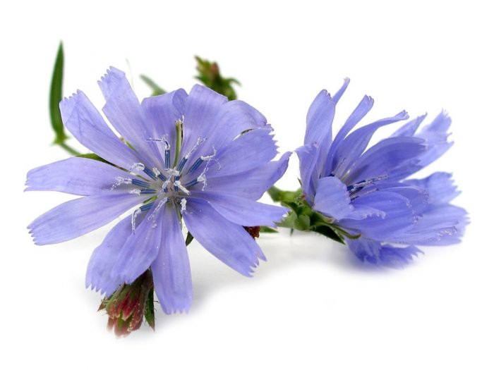 Chicory