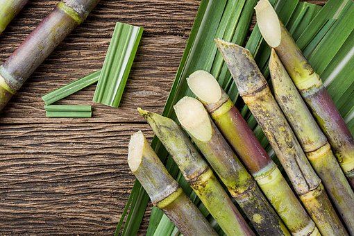 Sugarcane Extract